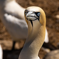 Buy canvas prints of Northern Gannet by David O'Brien