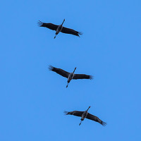 Buy canvas prints of Cranes in Flight Formation by David O'Brien