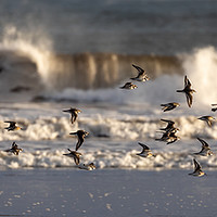 Buy canvas prints of A flight of Plovers by David O'Brien