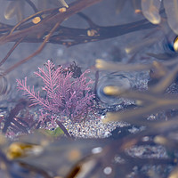Buy canvas prints of Colourful Seaweed by David O'Brien