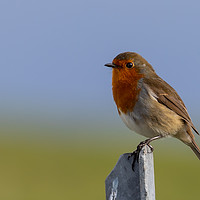 Buy canvas prints of Robin Redbreast by David O'Brien