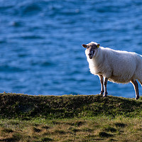 Buy canvas prints of Sheep against the ocean by David O'Brien