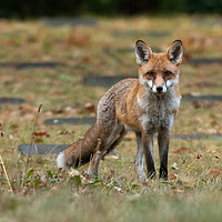 Buy canvas prints of Early Morning Fox by David O'Brien