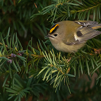 Buy canvas prints of Goldcrest by David O'Brien