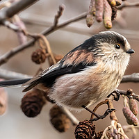 Buy canvas prints of Long-tailed Tit by David O'Brien