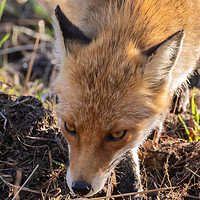 Buy canvas prints of Wild Red Fox  by David O'Brien