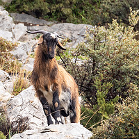 Buy canvas prints of Mountain Goat by David O'Brien
