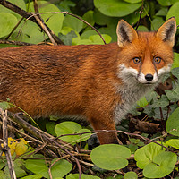 Buy canvas prints of Red Fox by David O'Brien
