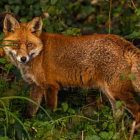Buy canvas prints of Red Fox  by David O'Brien