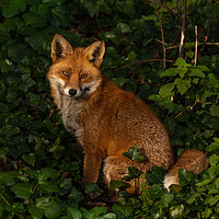 Buy canvas prints of Red Fox Portrait by David O'Brien