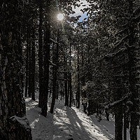 Buy canvas prints of Forest Snow by David O'Brien