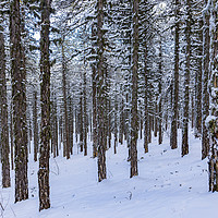 Buy canvas prints of Forest in Winter by David O'Brien
