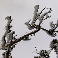 Buy canvas prints of Wind Iced Branches by David O'Brien