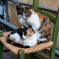 Buy canvas prints of Cat Family by David O'Brien