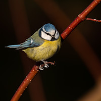 Buy canvas prints of Blue Tit on Red Branch  by David O'Brien