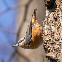 Buy canvas prints of Nuthatch in typical pose by David O'Brien