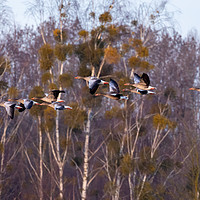 Buy canvas prints of Greylag Geese in flight by David O'Brien