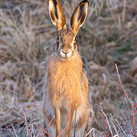Buy canvas prints of European (Brown) Hare by David O'Brien