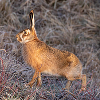 Buy canvas prints of European (Brown) Hare by David O'Brien