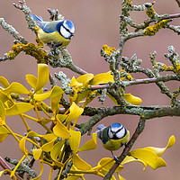 Buy canvas prints of Pair of Blue Tits (1) by David O'Brien