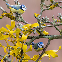 Buy canvas prints of Pair of Blue Tits (2) by David O'Brien
