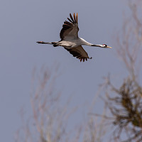 Buy canvas prints of Low-flying Crane by David O'Brien