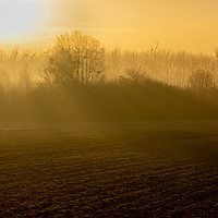 Buy canvas prints of Early morning rural scene by David O'Brien