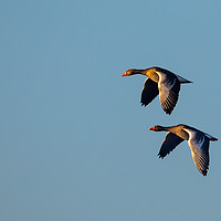 Buy canvas prints of Greylag Geese in flight by David O'Brien