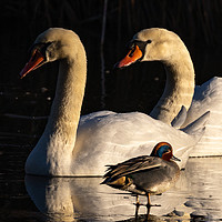 Buy canvas prints of Swans and Teal Duck by David O'Brien