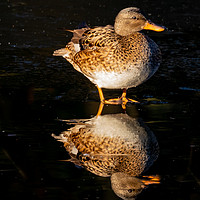Buy canvas prints of Teal Duck (female) by David O'Brien