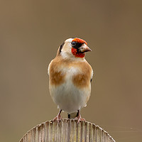 Buy canvas prints of Goldfinch by David O'Brien