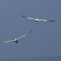 Buy canvas prints of A pair of Gannets by David O'Brien