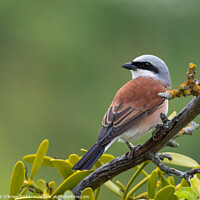 Buy canvas prints of Red-backed Shrike by David O'Brien