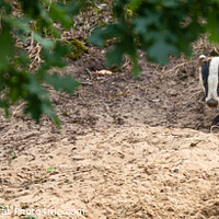Buy canvas prints of Badger emerging from sett by David O'Brien