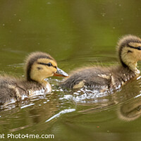 Buy canvas prints of Two Ducklings by David O'Brien