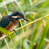 Buy canvas prints of Kingfisher (m) by David O'Brien