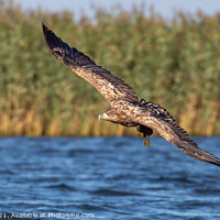 Buy canvas prints of White-tailed Eagle by David O'Brien