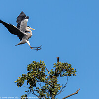Buy canvas prints of A heron landing in tree by David O'Brien