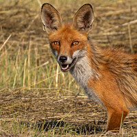 Buy canvas prints of Fox with intense stare by David O'Brien
