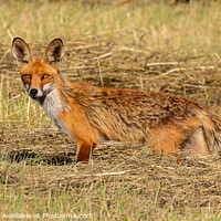 Buy canvas prints of Fox in hay field by David O'Brien