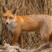 Buy canvas prints of Red Fox by David O'Brien