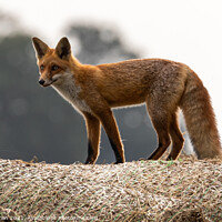 Buy canvas prints of A young fox standing atop a hay bale by David O'Brien