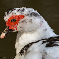 Buy canvas prints of Muscovy Duck by David O'Brien