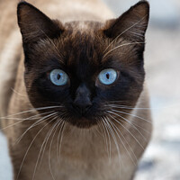 Buy canvas prints of Blue-eyed cat by David O'Brien