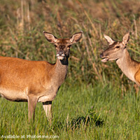 Buy canvas prints of Two Red Deer Hinds by David O'Brien