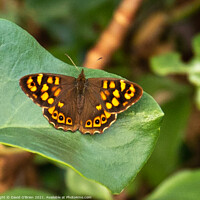 Buy canvas prints of Speckled Wood Butterfly by David O'Brien