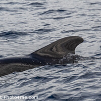 Buy canvas prints of Pilot Whales by David O'Brien