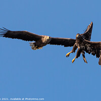 Buy canvas prints of White-tailed Eagles by David O'Brien