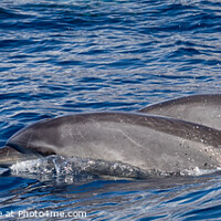 Buy canvas prints of Bottlenose Dolphins by David O'Brien