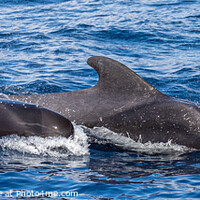 Buy canvas prints of Pilot Whales by David O'Brien